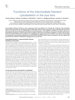 Functions of the intermediate filament cytoskeleton in the eye