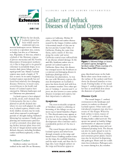 Canker and Dieback Diseases of Leyland Cypress