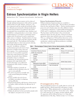 Estrous Synchronization in Virgin Heifers