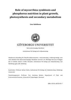 Role of mycorrhiza symbiosis and phosphorus nutrition in plant