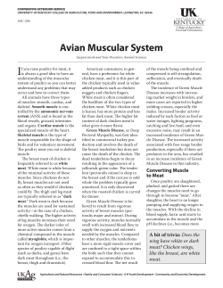 ASC-204: Avian Muscular System