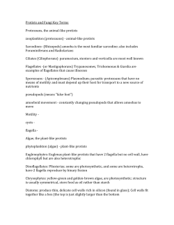Protists and Fungi Key Terms Protozoans, the animal