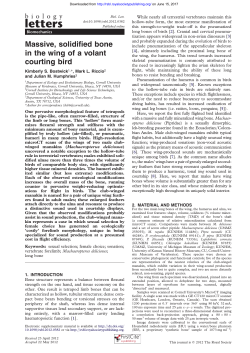 Massive, solidified bone in the wing of a volant courting bird