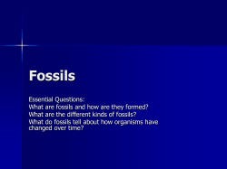 Fossils - My CCSD