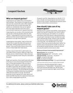 Leopard Geckos