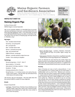 Raising Organic Pigs