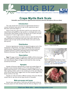 Crape Myrtle Bark Scale