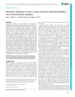 Morphine addiction in ants: a new model for self