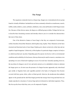 The Fungi - Mycotopia
