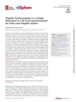 Flagellar Synchronization Is a Simple Alternative to Cell Cycle