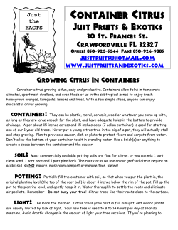 Container Citrus - Just Fruits and Exotics