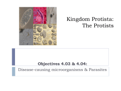 Kingdom Protista