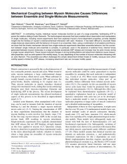 Mechanical Coupling between Myosin Molecules