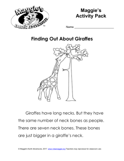 Finding Out About Giraffes Maggie`s Activity Pack