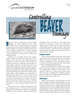 Beaver Damage and Control - AgriLife Extension County Offices