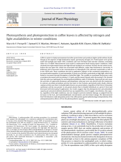 Photosynthesis and photoprotection in coffee leaves is