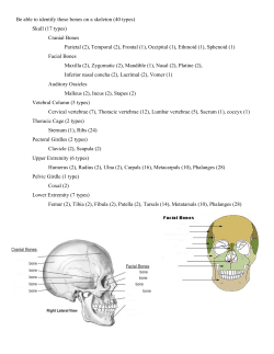 Identify bones 0910