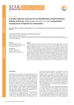 Atlantic seahorses, Hippocampus erectus &times; H. reidi