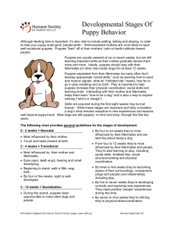 Developmental Stages Of Puppy Behavior
