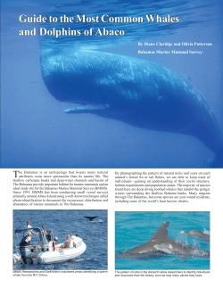 Beaked Whales - Abaco Escape