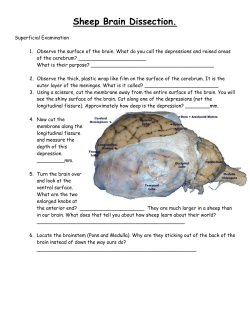 Sheep Brain Dissection