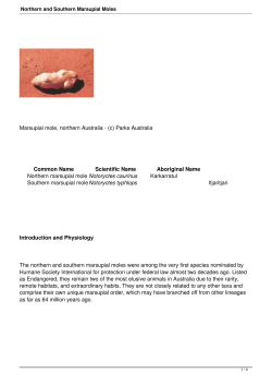 Northern and Southern Marsupial Moles