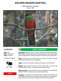 golden-headed quetzal - The Photozoo Collection