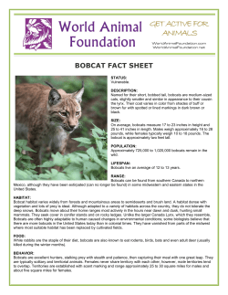 bobcat fact sheet - World Animal Foundation