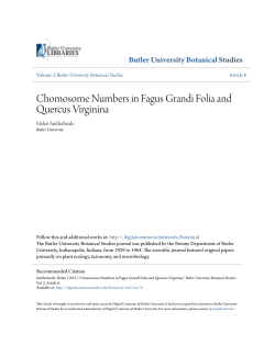 Chomosome Numbers in Fagus Grandi Folia and Quercus Virginina