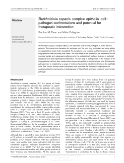 Burkholderia cepacia complex: epithelial cell