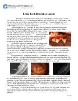 Feline Tooth Resorption Lesions - Metrowest Veterinary Associates