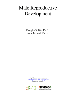 Male Reproductive Development - CK