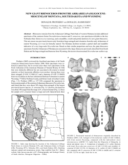 24-Prothero and Rasmussen (giant rhino).p65
