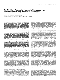 The Medullary Pacemaker Nucleus Is