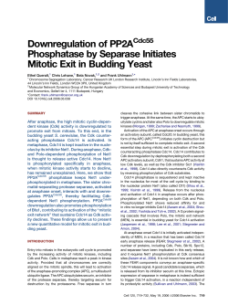 Downregulation of PP2A Phosphatase by Separase