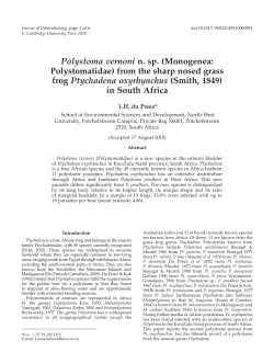 Polystoma vernoni n. sp.