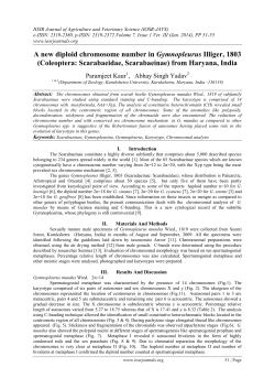 A new diploid chromosome number in Gymnopleurus Illiger, 1803