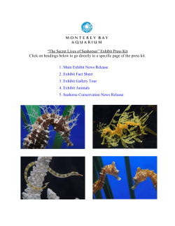 Seahorses Press Kit - Monterey Bay Aquarium
