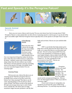 Eli PagesFeatureArticle Eli Falcons