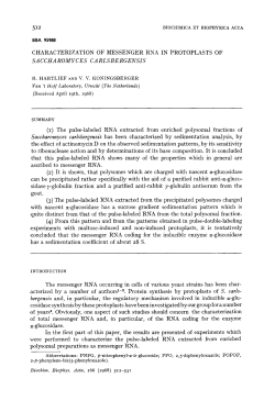 SACCHA ROMYCES CA RLSBERGENSIS