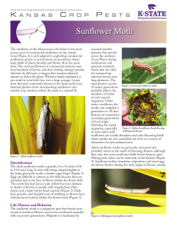 MF3108 Sunflower Moth: Kansas Crop Pests