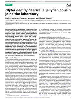 Clytia hemisphaerica: a jellyfish cousin joins the