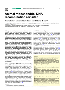 Animal mitochondrial DNA recombination revisited