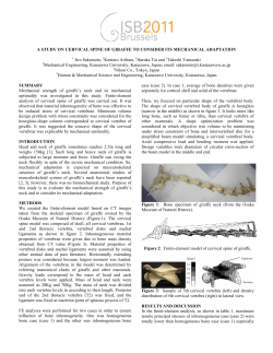 A STUDY ON CERVICAL SPINE OF GIRAFFE TO CONSIDER ITS