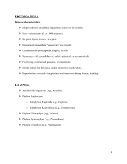 PROTOZOA PHYLA General characteristics: Single