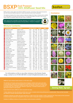 Dual Purpose 100% Wildflower Seed Mix