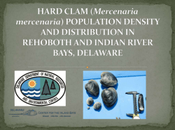 HARD CLAM (Mercenaria mercenaria) POPULATION DENSITY