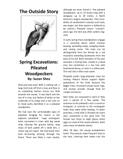 The Outside Story - Northern Woodlands