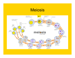 Meiosis Notes.pptx
