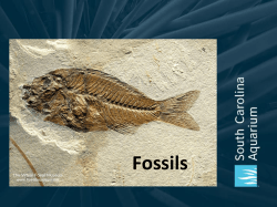 Fossil Introduction